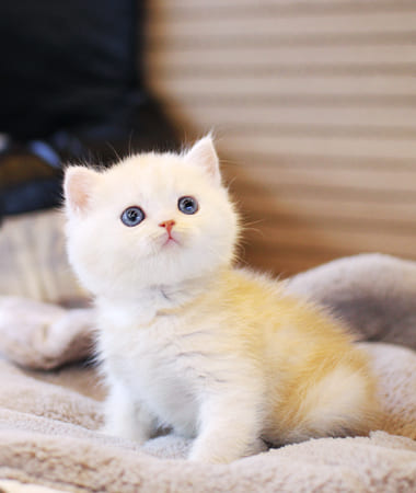 브리티쉬숏헤어 분양