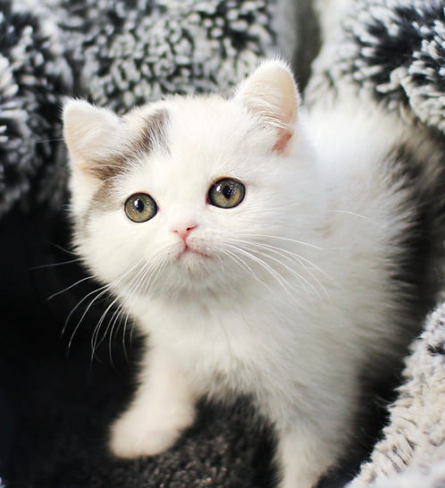 브리티쉬숏헤어 분양