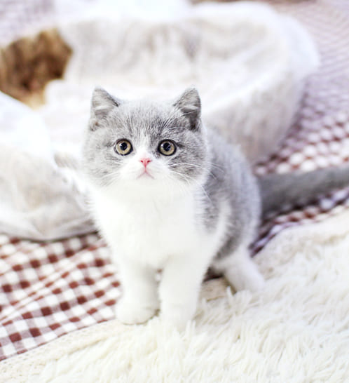 브리티쉬숏헤어 분양