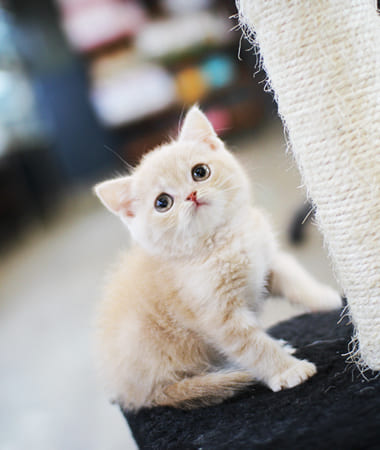 브리티쉬숏헤어 분양