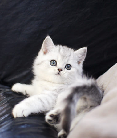 브리티쉬숏헤어 분양