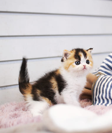 브리티쉬숏헤어 분양