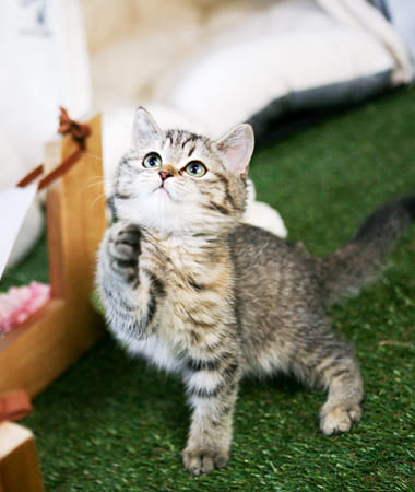 브리티쉬숏헤어 분양