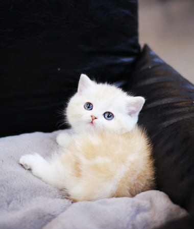 브리티쉬숏헤어 분양