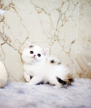 브리티쉬숏헤어 분양