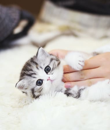 브리티쉬숏헤어 분양