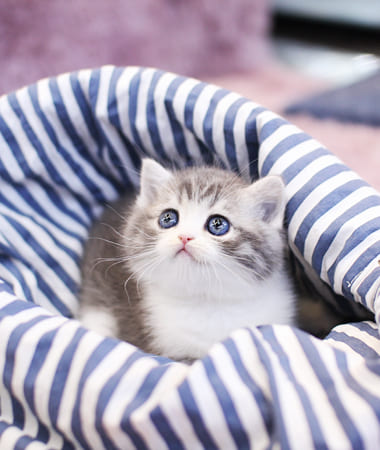 브리티쉬숏헤어 분양