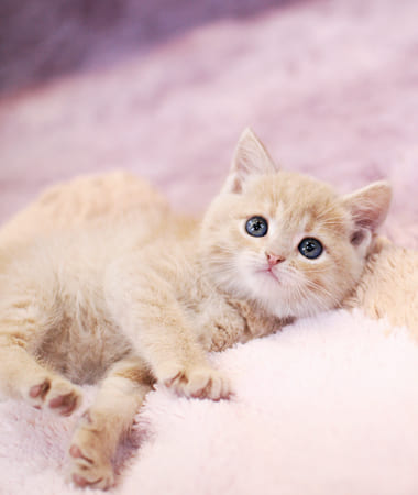 브리티쉬숏헤어 분양