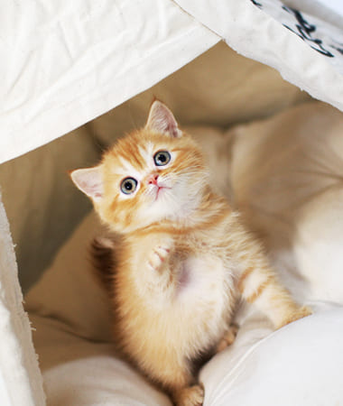 브리티쉬숏헤어 분양