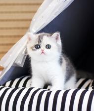 브리티쉬숏헤어 분양