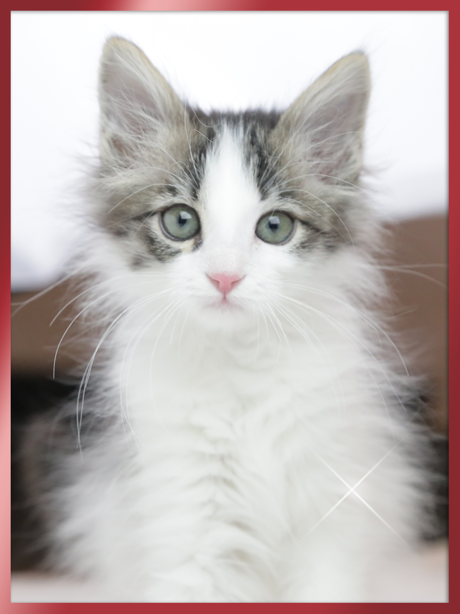 노르웨이숲 분양