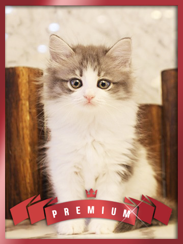 노르웨이숲 분양