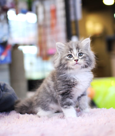 노르웨이숲 분양