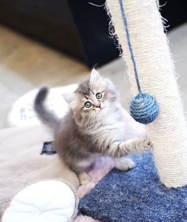 노르웨이숲 분양