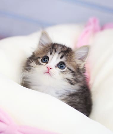 노르웨이숲 분양