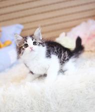 노르웨이숲 분양