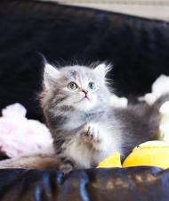 노르웨이숲 분양