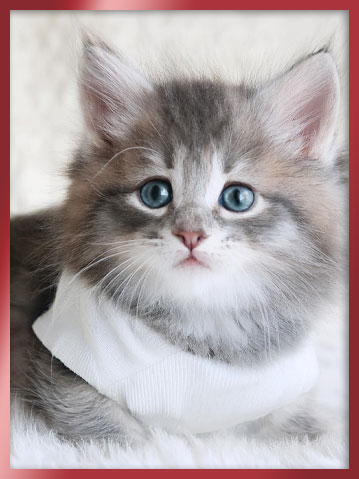 노르웨이숲 분양