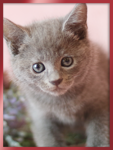 러시안블루 분양