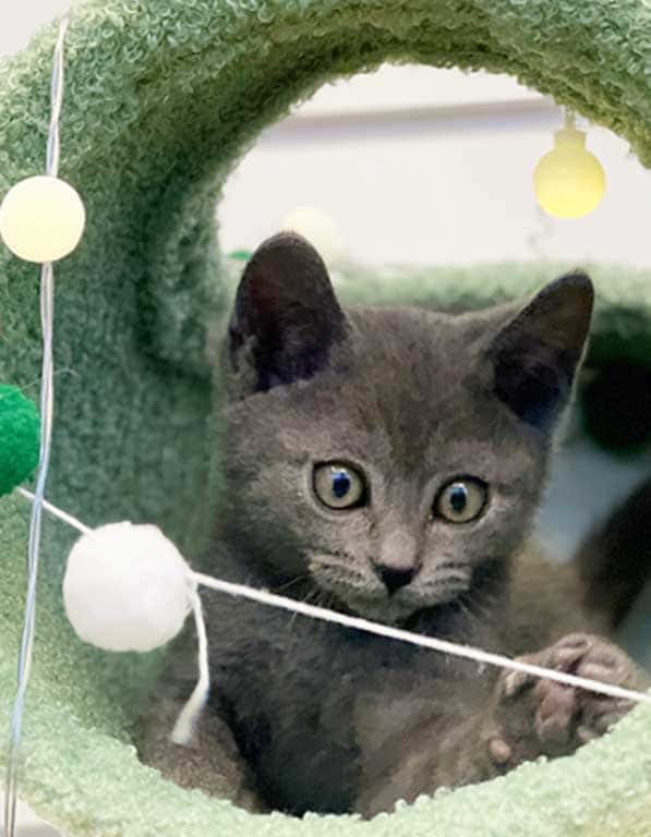 러시안블루 분양