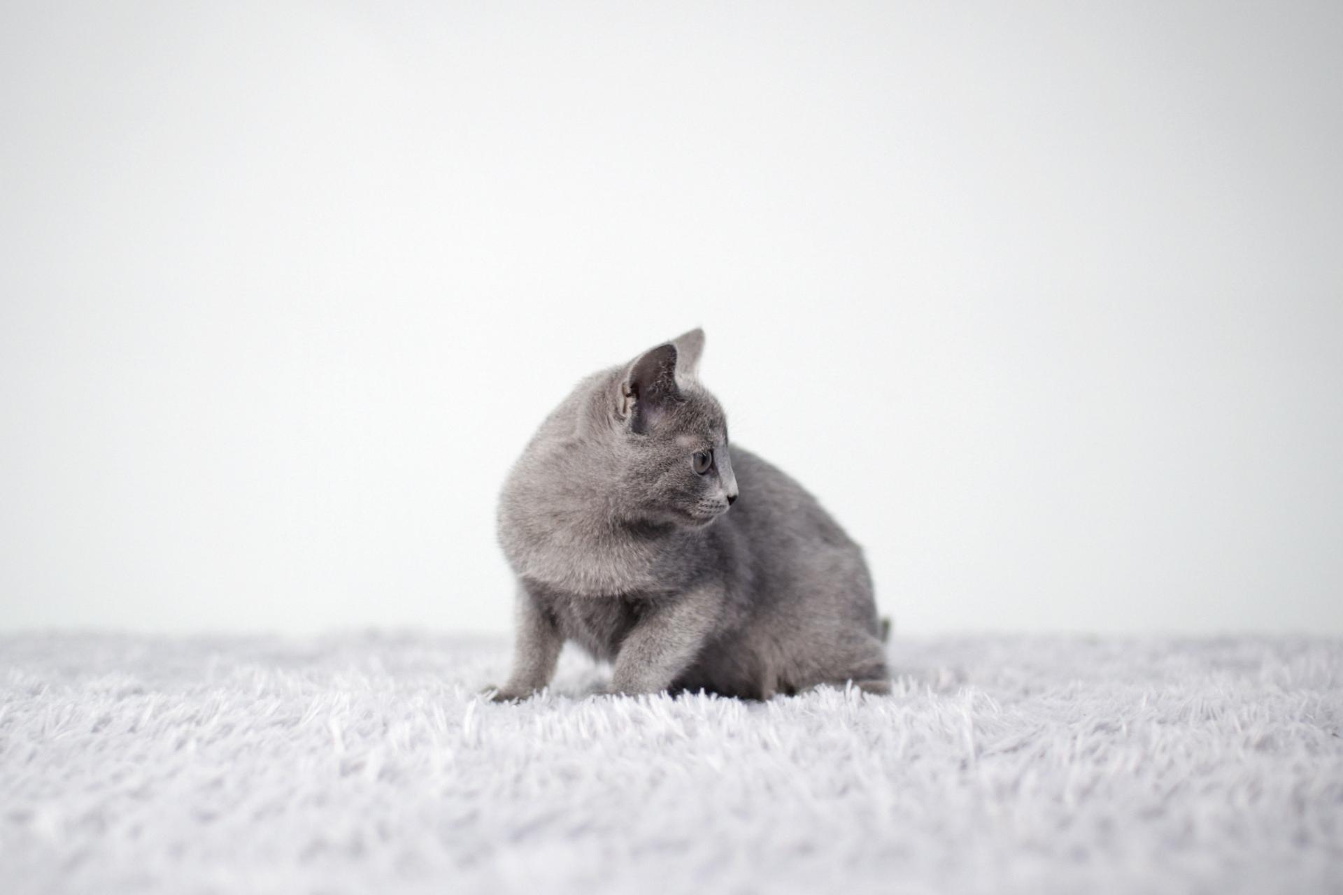 러시안블루 분양