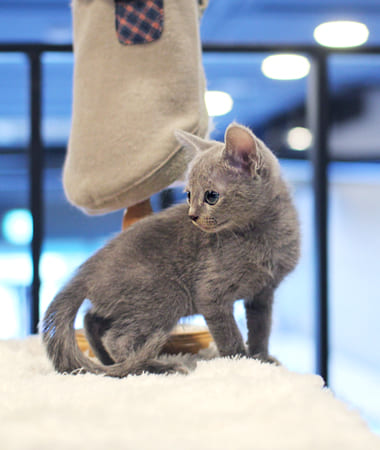 러시안블루 분양