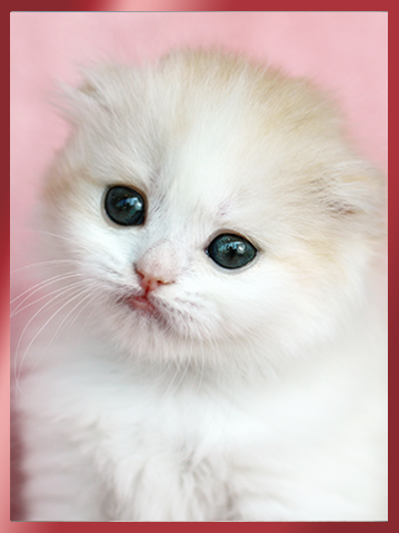 스코티쉬폴드 분양