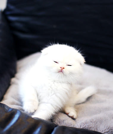 스코티쉬폴드 분양