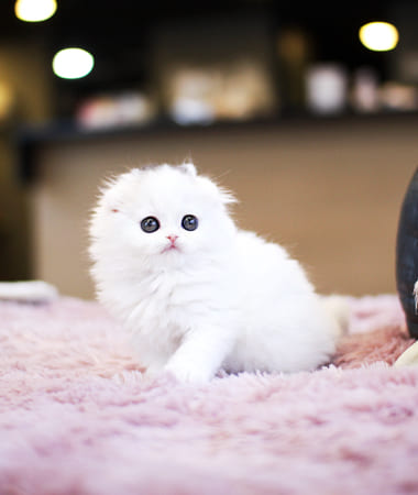 하이랜드폴드 분양