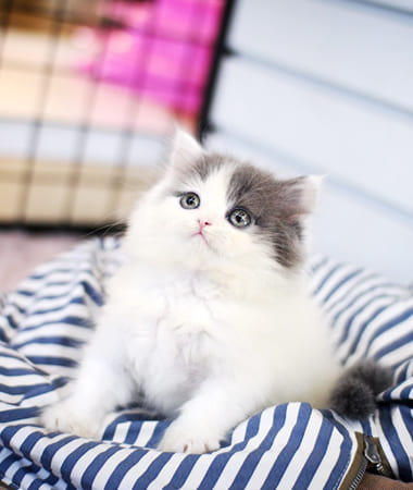 스코티쉬스트레이트 분양