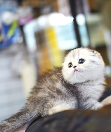 스코티쉬폴드분양