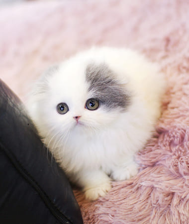 하이랜드폴드 분양