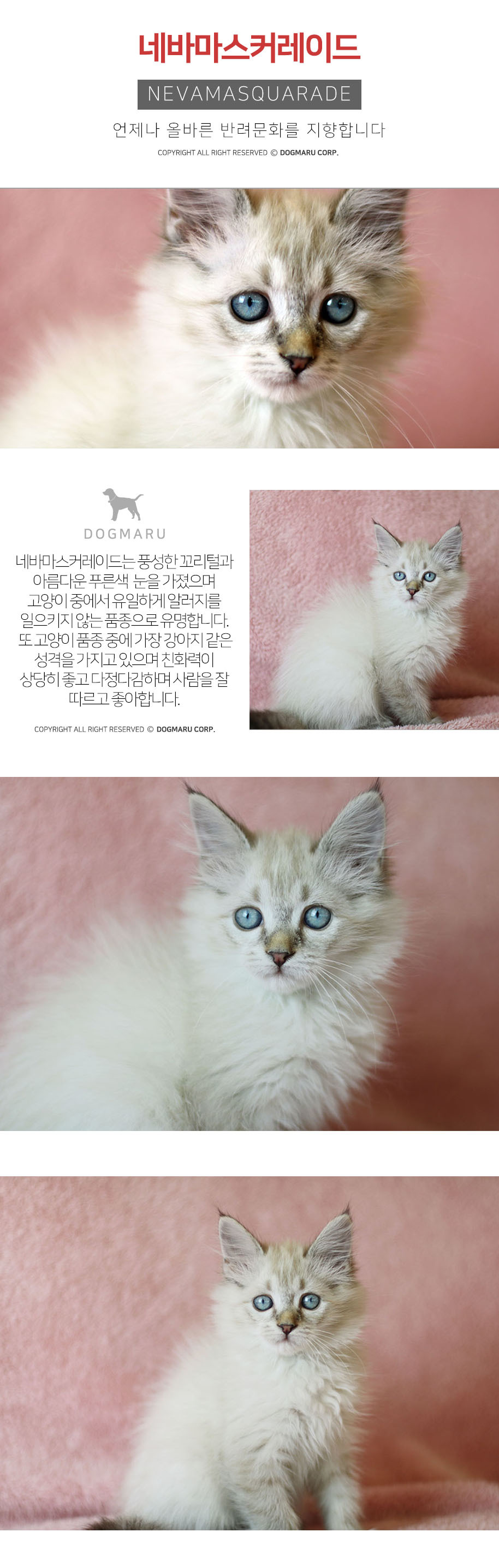 네바마스커레이드 분양