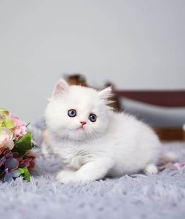 스코티쉬스트레이트 분양