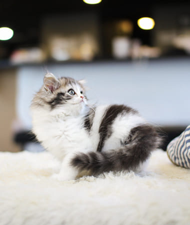 스코티쉬스트레이트 분양