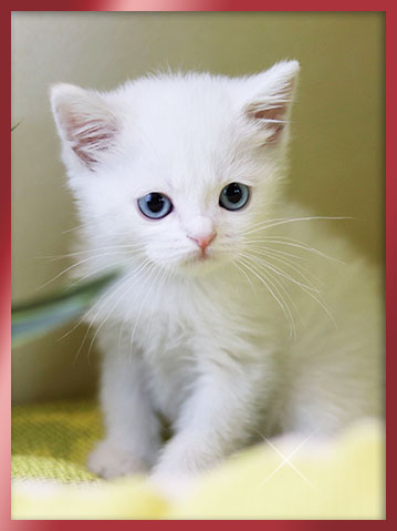 터키쉬앙고라 분양