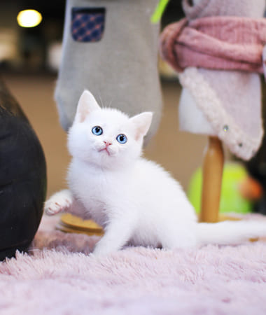 터키쉬앙고라 분양