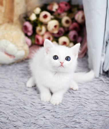 터키쉬앙고라 분양