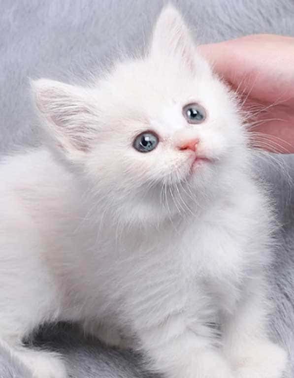 터키쉬앙고라  분양