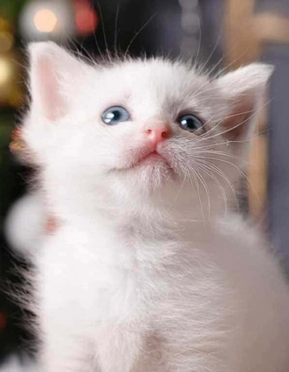 터키쉬앙고라 분양