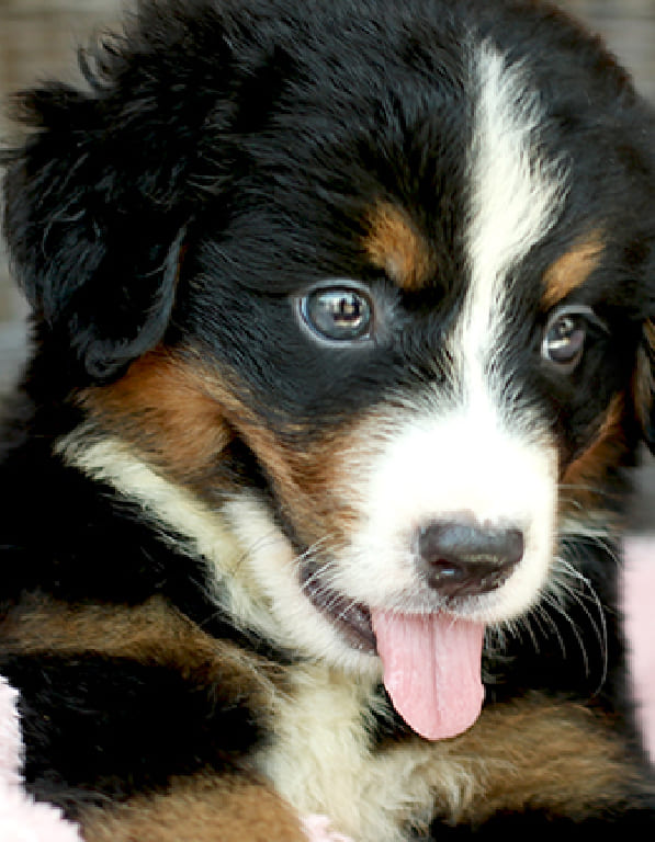 버니즈마운틴 분양