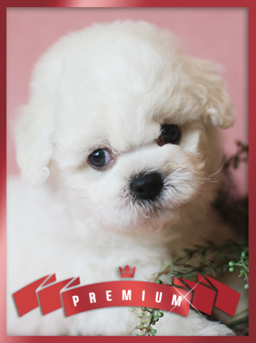 비숑프리제 분양