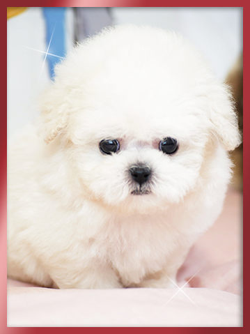 비숑프리제 분양