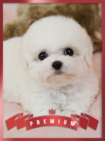 비숑프리제 분양