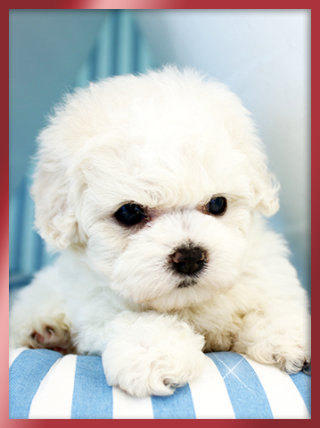 비숑프리제 분양