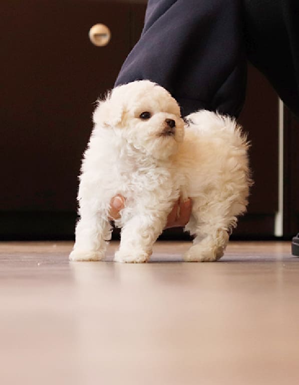 비숑프리제 분양