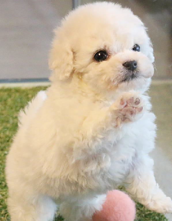 비숑프리제 분양