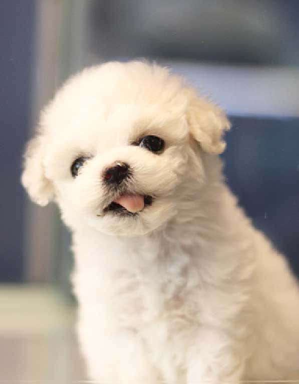 비숑프리제 분양