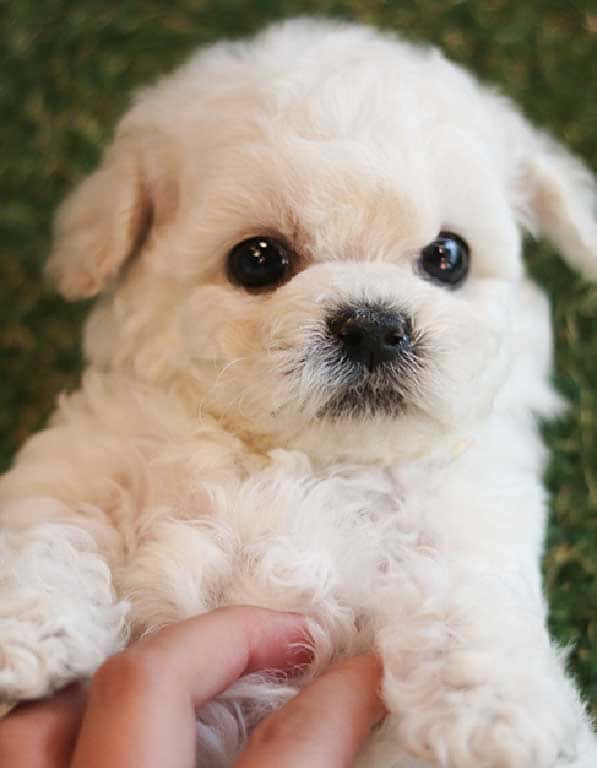 비숑프리제 분양