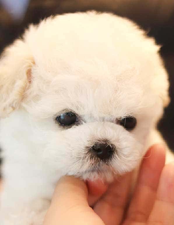 비숑프리제 분양